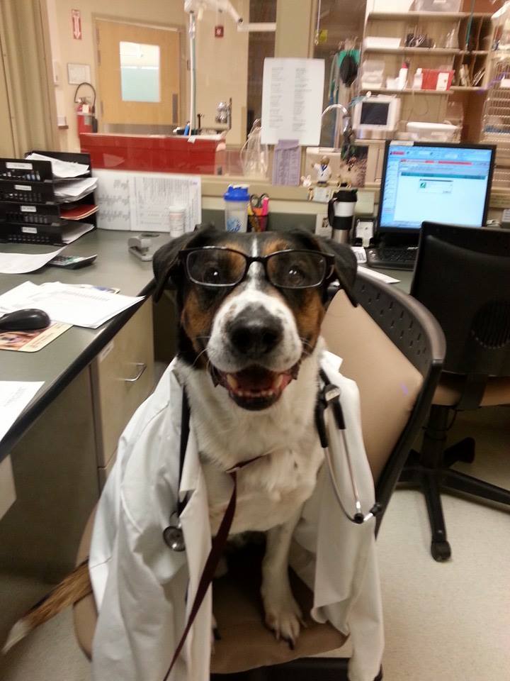 Dog Wearing Lab Coat