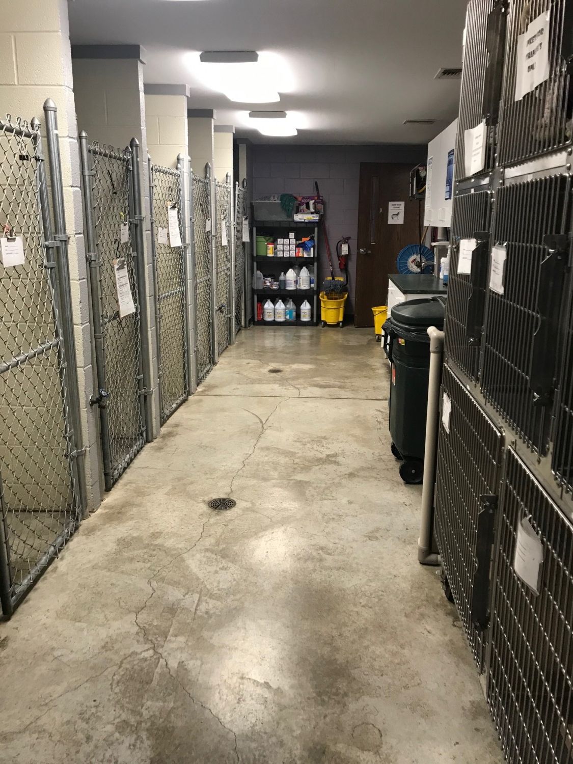 Dog Ward