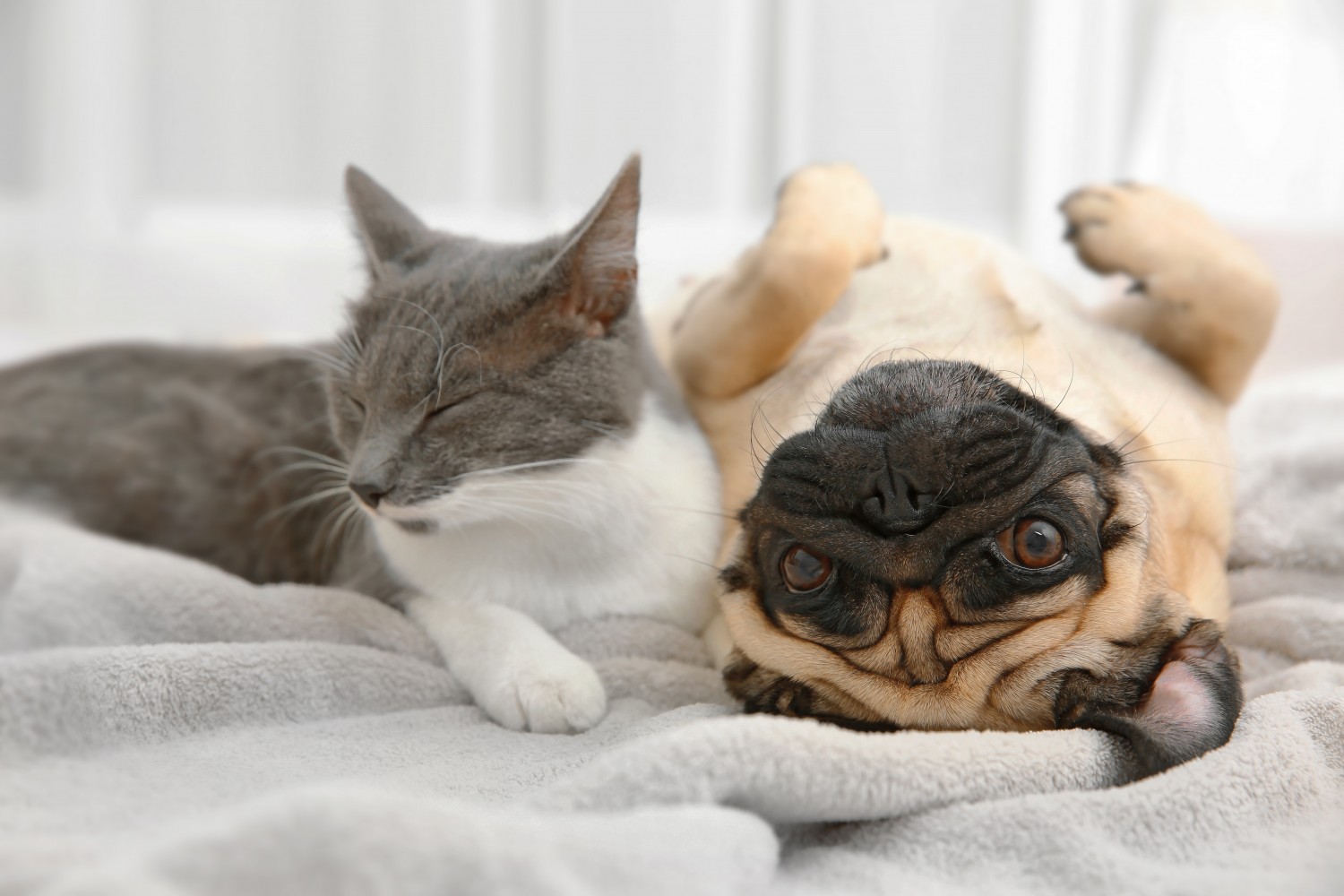 Dog and Cat Snuggling