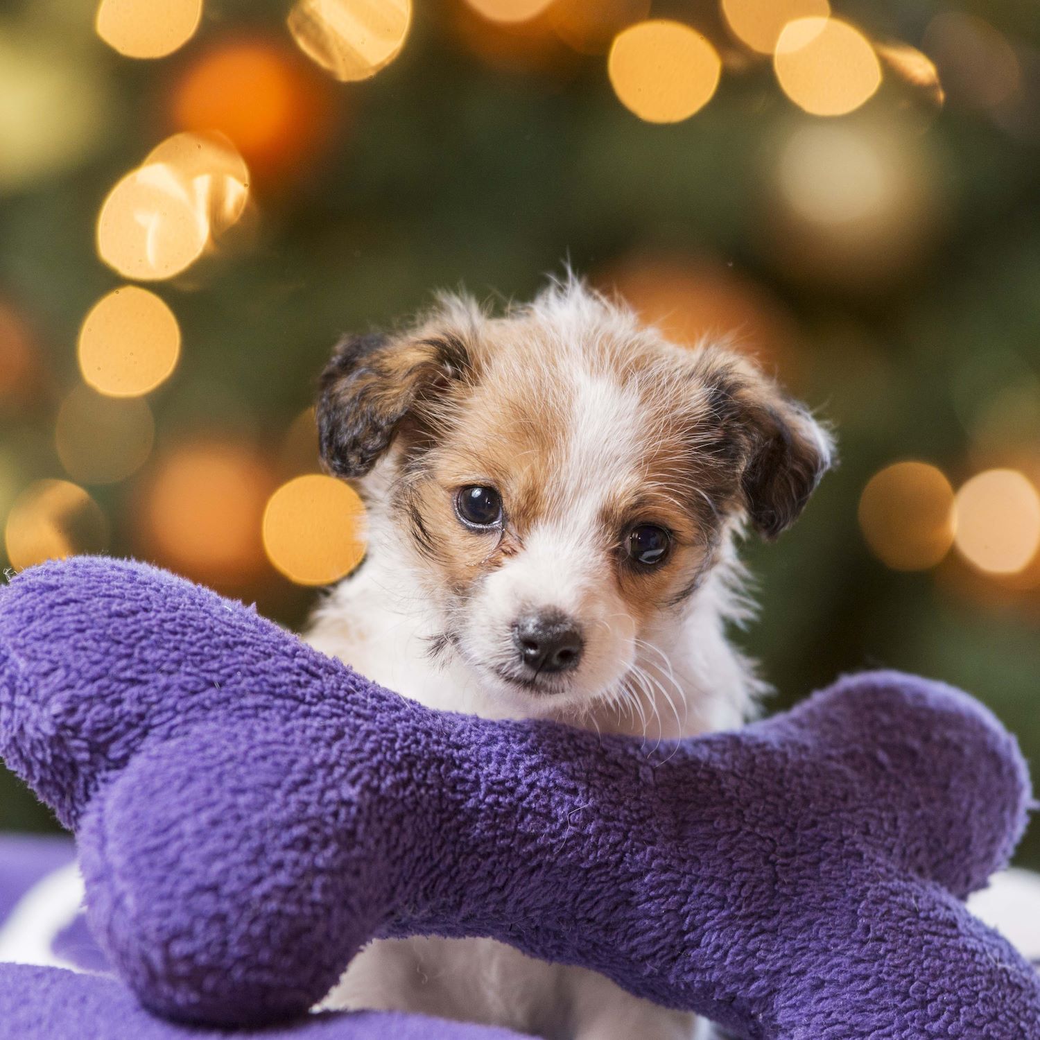 Small Puppy With a Purple Bone Toy